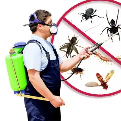 pest control Wanamassa